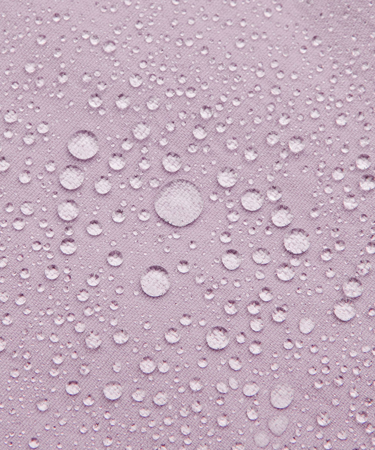 Lotus Lavender