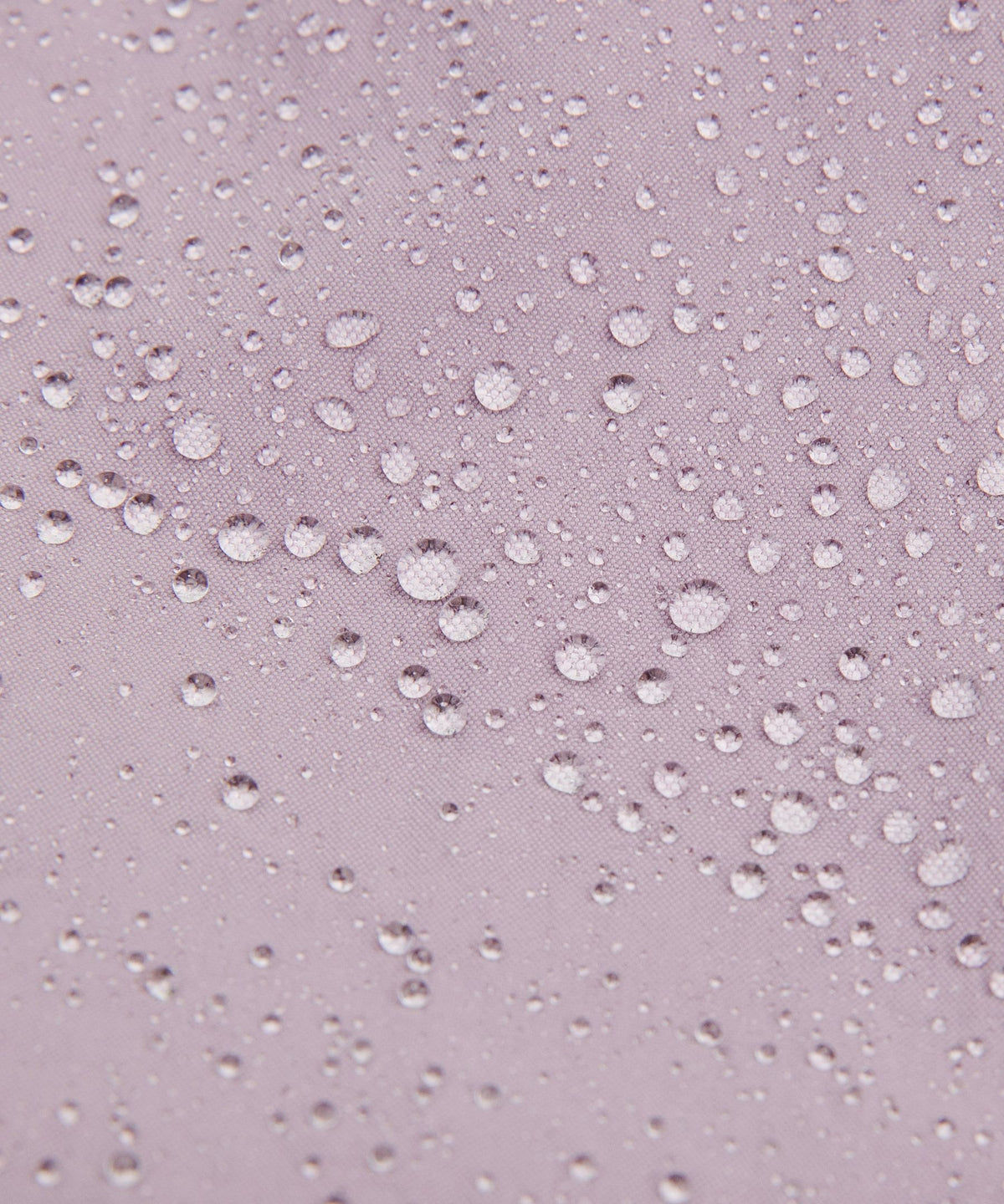 Lotus Lavender